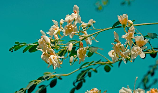 `Moringa-leaves-benefits-health-flowers-tree-surreal
