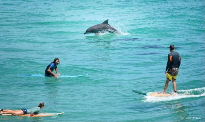 Sean’s image which also made the Moran semi-finals is Smiles All Round which depicts surfers and dolphins having a ball in the Bay. Photo: Sean O’Shay