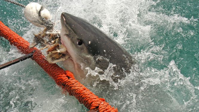 Shark culling in action. Photo: DigitalJournal.com