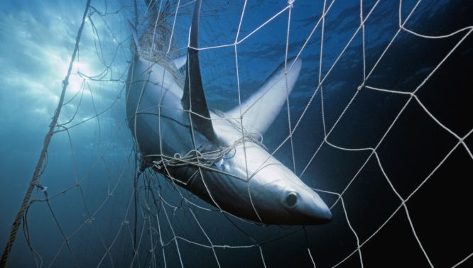 Shark caught in gill net.