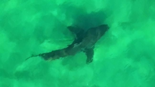Drone footage captures a large shark at Broken Head swimming in the water 50m off shore. Photo: Saul Goodwin/Diimex.com