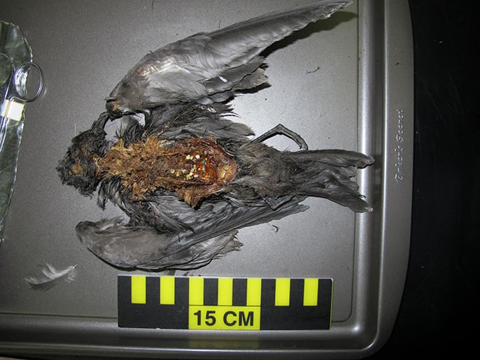 A seabird that mistakenly consumed plastic debris. Photo: Sarah Youngren. 