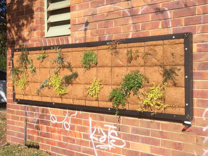Odour control by planting grass and small plants in a pump shed wall. Photo: Debby Milgate.