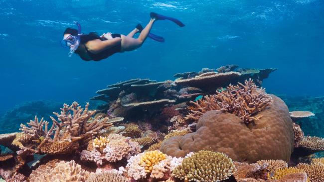 Great Barrier Reef: Scientists “exaggerated” coral bleaching – Voice of ...